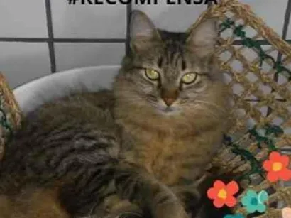 Gato Não definida Pequeno 6-anos-Acima