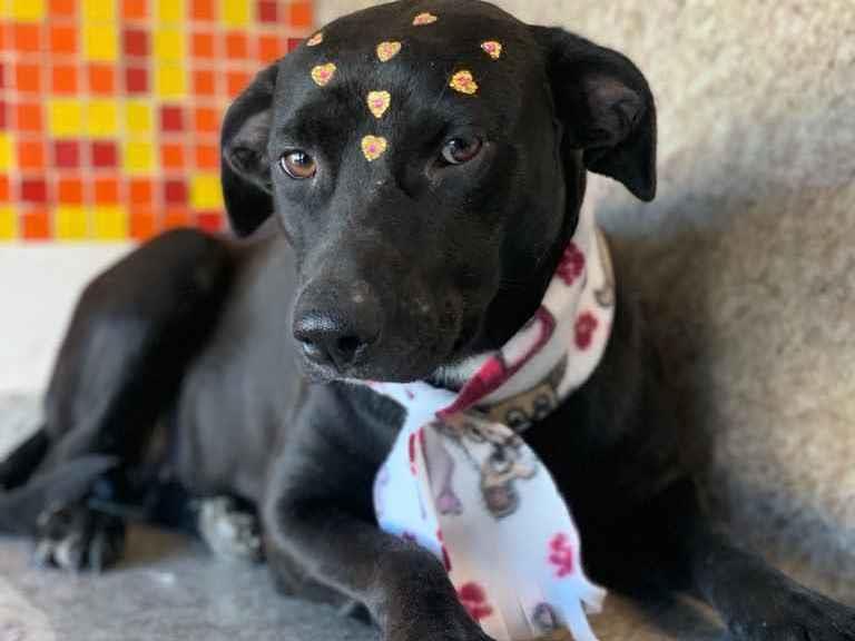 Adoção de Cachorro São Paulo/SP | Princesa  | 1 ano | Raça Srd | tamanho Médio