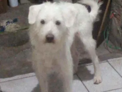 Cao SRD Medio 3-anos