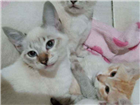 Gato Rastreada com siamês Pequeno 2-a-6-meses
