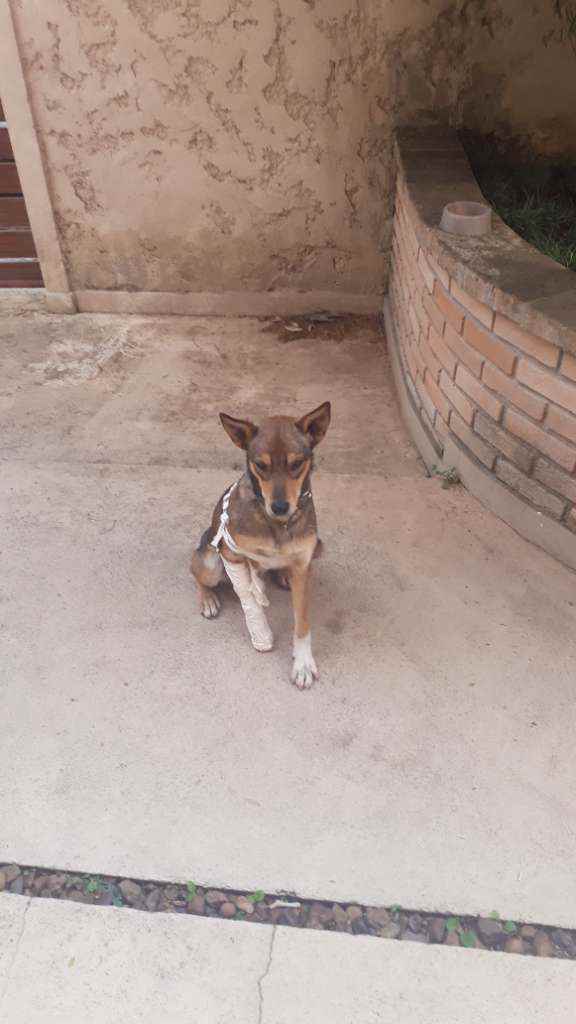 Raposo  para adoção | foto 2