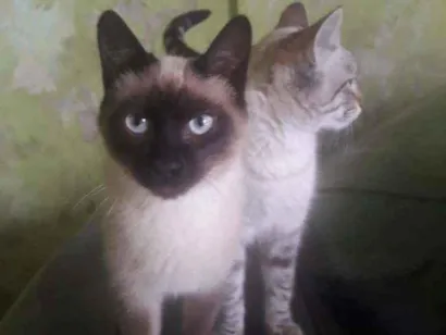 Gato Não sei Medio Abaixo-de-2-meses