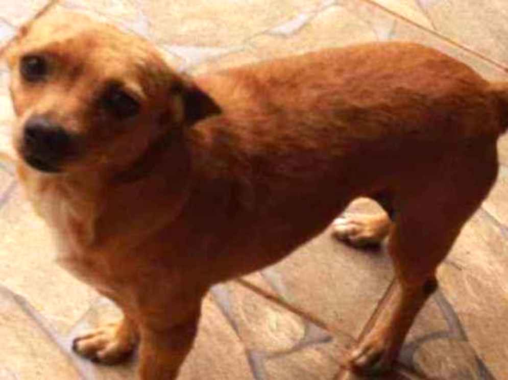 Adoção de Cachorro Bragança Paulista/SP | Jack | 6 anos Acima | Raça SRD | tamanho Médio