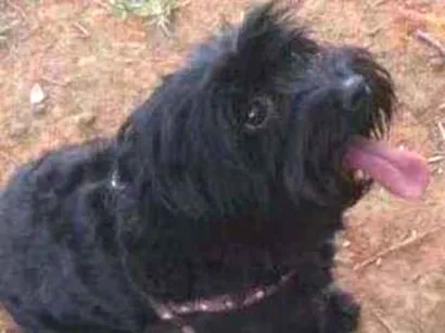 Cao Raça indefinida  Pequeno 6-anos-Acima