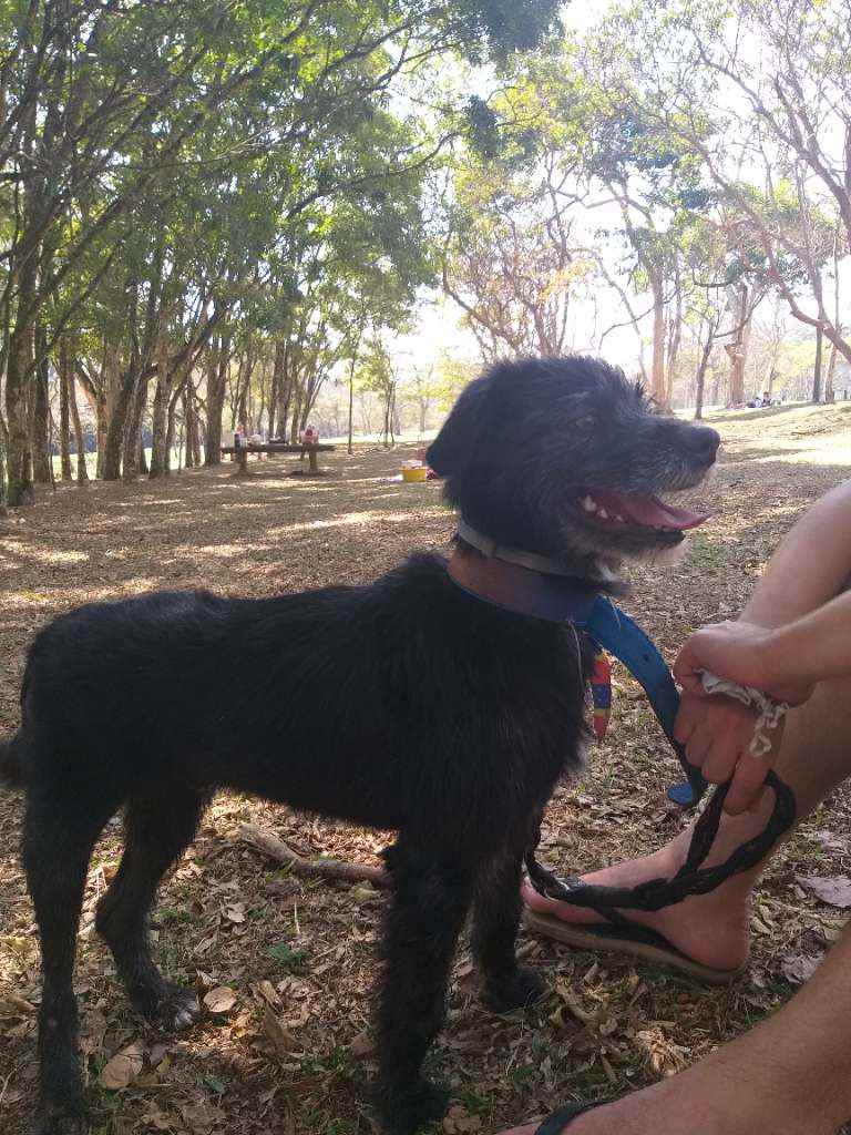 Snoopy  para adoção | foto 3