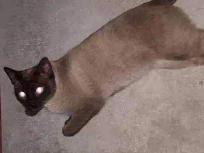 Gato Srd Pequeno  