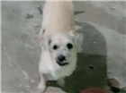 Cachorro tamanho Medio Macho 6-anos-Acima para adoção