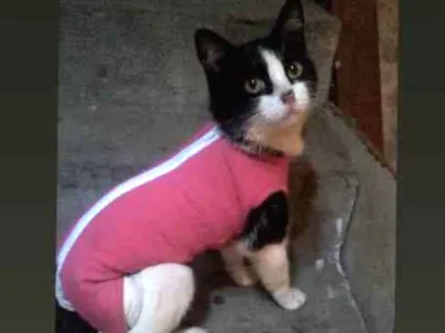 Gato  Medio 5-anos