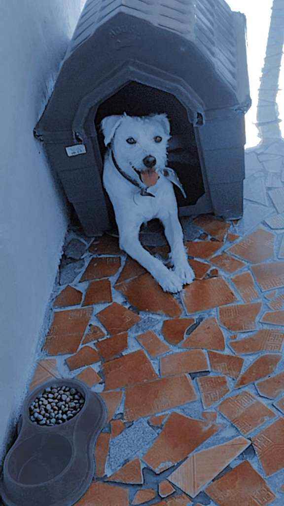 Adoção de Cachorro São Paulo/SP | Barney  | 2 anos | Raça Pudou com vira lata  | tamanho Médio | foto 3