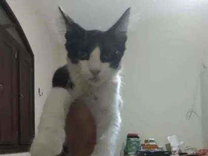 Gato Siamês Pequeno 7-a-11-meses
