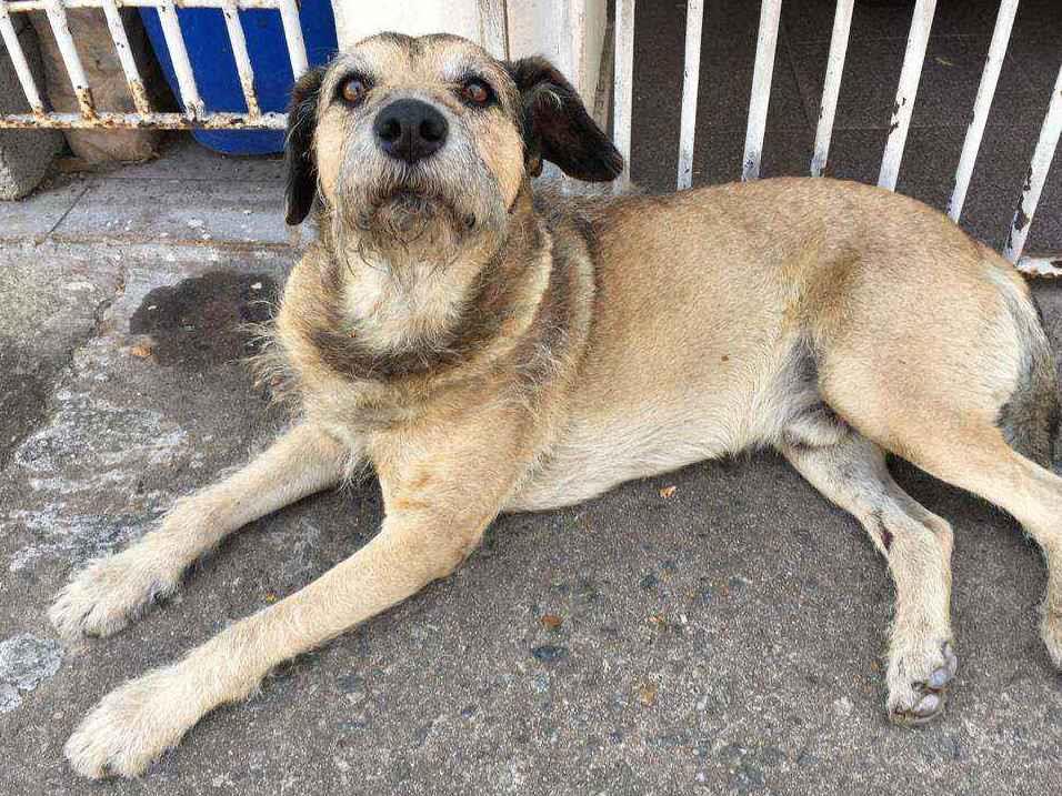 Cachorro Encontrado São Paulo/SP | Scooby | 4 anos | Raça sem raça definida | tamanho Médio | foto 1