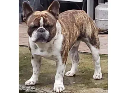 Cao Bulldog Franceses Pequeno 3-anos
