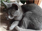 Gato Azul Russo Medio 7-a-11-meses