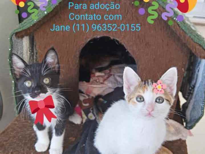 Adoção de Gato São Paulo/SP | Filhotes Gatinhos | 2 a 6 meses | Raça SRD | tamanho Médio