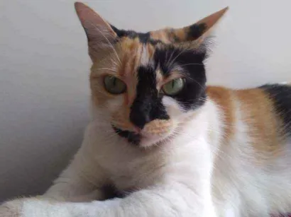 Gato SRD Pequeno 3-anos