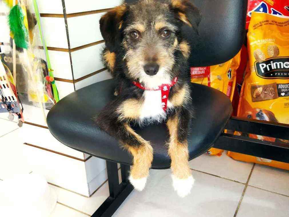 Adoção de Cachorro Porto Alegre/RS | Toby  | 7 a 11 meses | Raça SRD | tamanho Pequeno