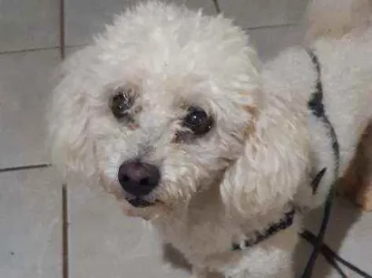 Cao Poodle Pequeno 2-anos