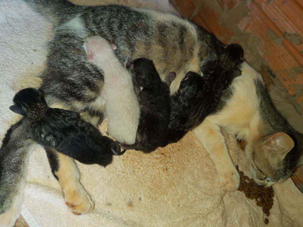 Cachorros e gatos de Anaiza Madeira da Silva (1) em MS - Campo Grande