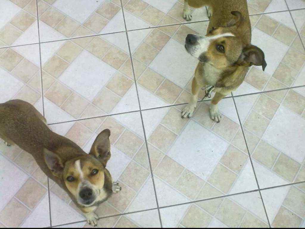 Cachorros e gatos de Greice Rosa (1) em SP - São Paulo