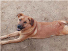 Cachorro tamanho Medio Femea 1-ano para adoção