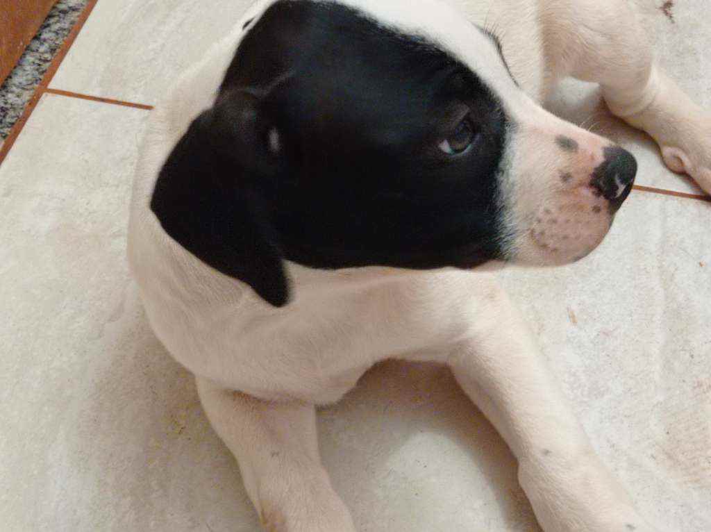 Adoção de Cachorro Campo Grande/MS | Ninhada da Branca | 7 a 11 meses | Raça Vira-latas | tamanho Pequeno | foto 3