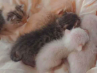 Gato Indeterminada Pequeno Abaixo-de-2-meses