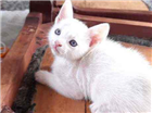 Gato Comum Pequeno 2-a-6-meses