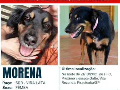 Cao Viralata Medio 6-anos-Acima
