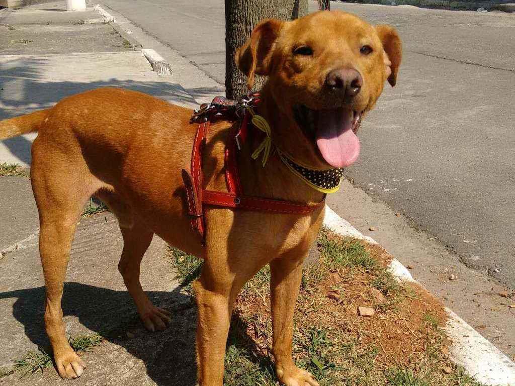 Adoção de Cachorro São Paulo/SP | Marley | 1 ano | Raça Mix Labrador | tamanho Grande