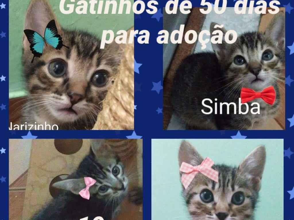 Adoção de Gato Campinas/SP | Fofinha | 2 a 6 meses | Raça SRD-ViraLata | tamanho Pequeno