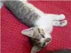 Gato Maltês Pequeno Abaixo-de-2-meses
