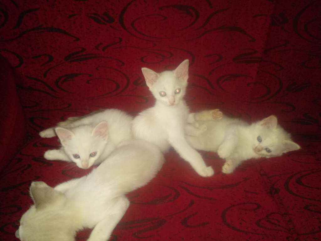 Adoção de Gato São Vicente/SP | Gatos | 2 a 6 meses | Raça Gatos | tamanho Pequeno | foto 1
