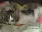 Gato Nao identificada  Pequeno Abaixo-de-2-meses