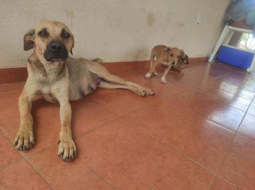 Adoção de Cachorro Buritizal/SP, Sem nome(s), Filhote