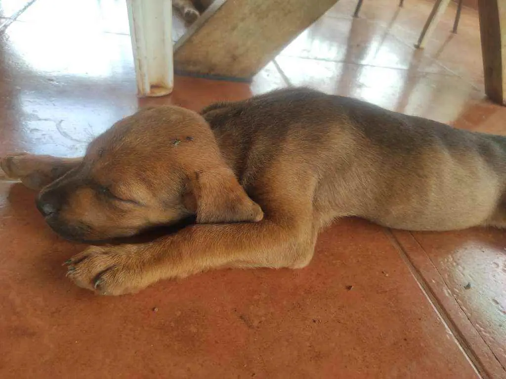 Adoção de Cachorro Buritizal/SP, Sem nome(s), Filhote