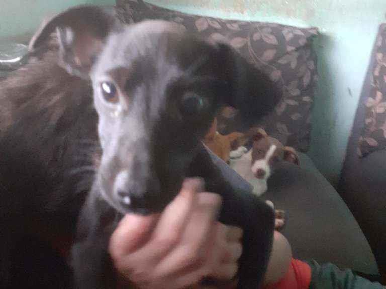 Adoção de Cachorro Rolândia/PR | Joaquim | 2 a 6 meses | Raça Vira lata | tamanho Pequeno
