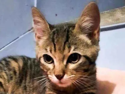 Gato Não sei identificar  Pequeno Abaixo-de-2-meses