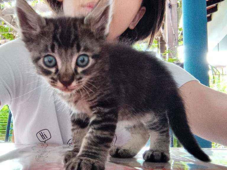 Adoção de Gato Campo Grande/MS | Gatinhos bbs | Filhote | Raça Raca não definida  | tamanho Pequeno