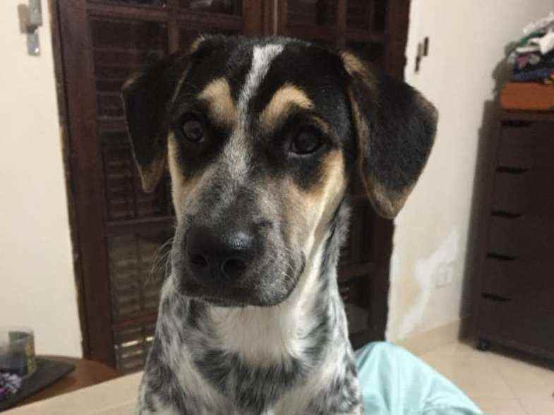 Adoção de Cachorro Curitiba/PR | Albina | 4 anos | Raça Indefinida | tamanho Médio