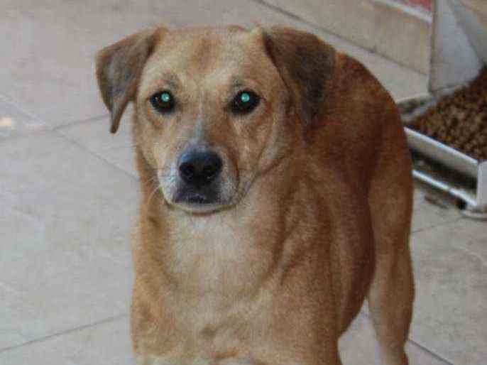 Adoção de Cachorro Curitiba/PR | Lola | 4 anos | Raça Indefinida | tamanho Grande