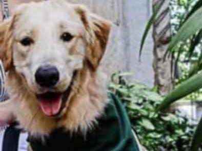 Procura-se esse Cachorro São Paulo/SP | Arya | 4 anos | Raça Rottweiler  | tamanho Grande