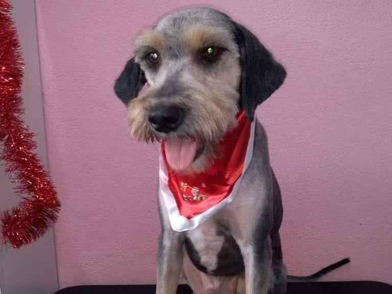 Adoção de Cachorro São Paulo/SP | FLOQUINHO  | 1 ano | Raça SED MIX BICHON FRISE | tamanho Pequeno