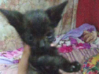 Gato preta Pequeno Abaixo-de-2-meses