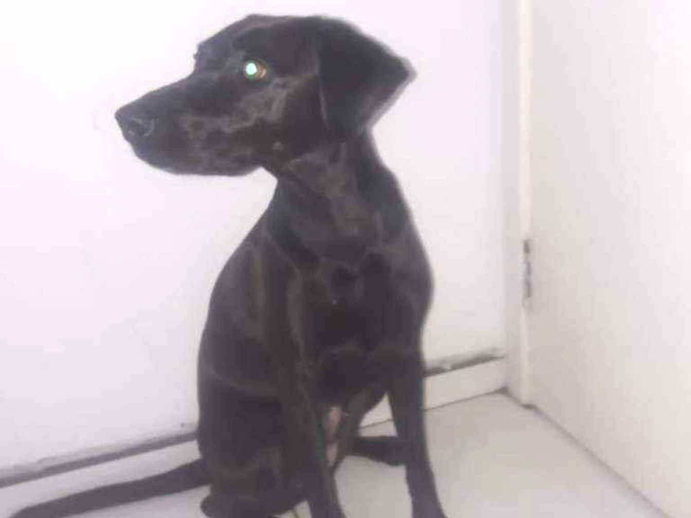 Adoção de Cachorro Porto Alegre/RS | Zucca | 2 anos | Raça Vira lata com capa preta  | tamanho Médio