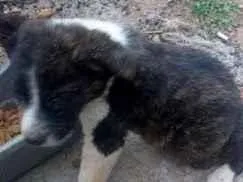 Cao SRD-ViraLata Medio  