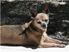 Cao Chihuahua Pequeno 6-anos-Acima
