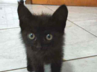 Gato tamanho Pequeno Macho 2-a-6-meses para adoção