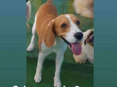 Cao Beagle Medio 7-a-11-meses