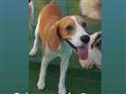 Cao Beagle Medio 7-a-11-meses