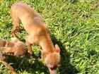 Cachorro tamanho Pequeno Ambos 7-a-11-meses para adoção